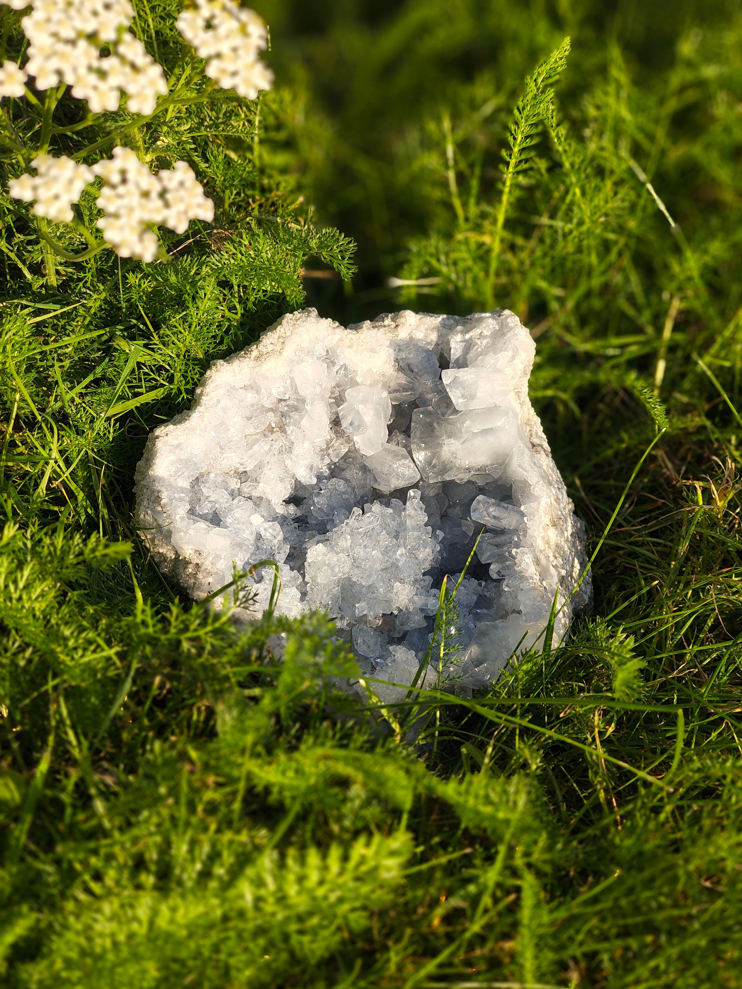 Pale blue celestite cluster resting in bright green grass beside white yarrow flowers