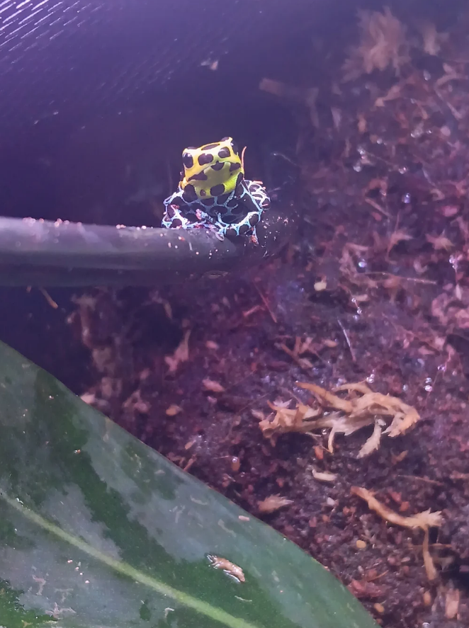 Yellow and black spotted dart frog perched on a branch above leaf litter