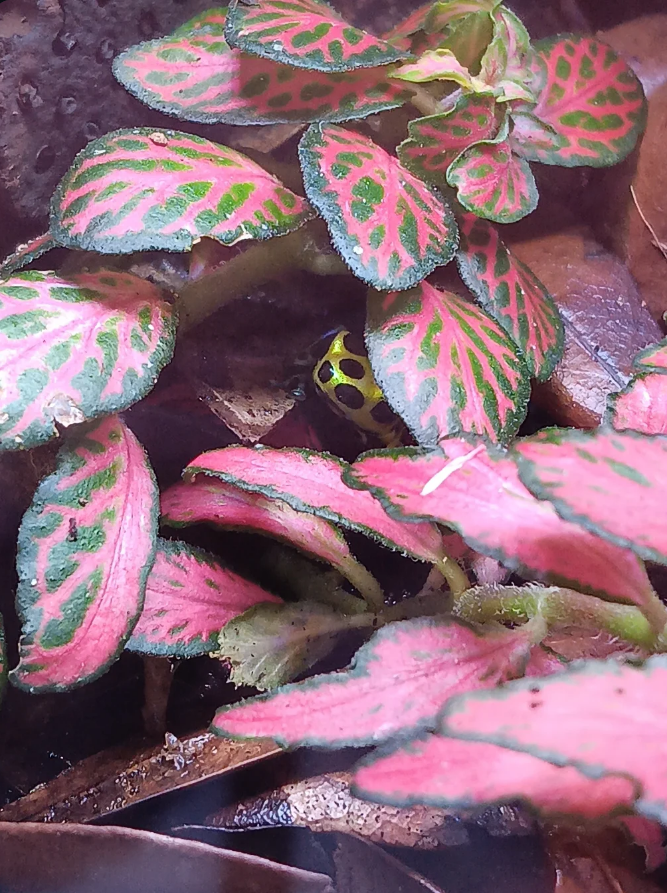 Yellow and black spotted dart frog peeking through pink-veined fittonia leaves