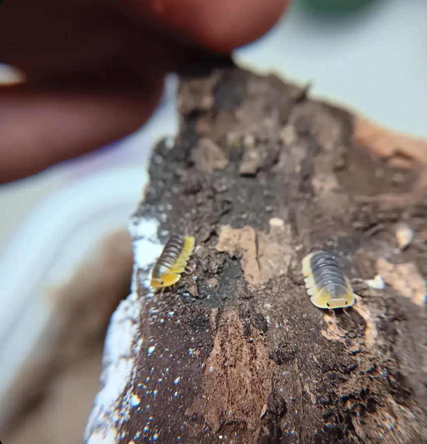 Two yellow and gray isopods resting on dark cork bark