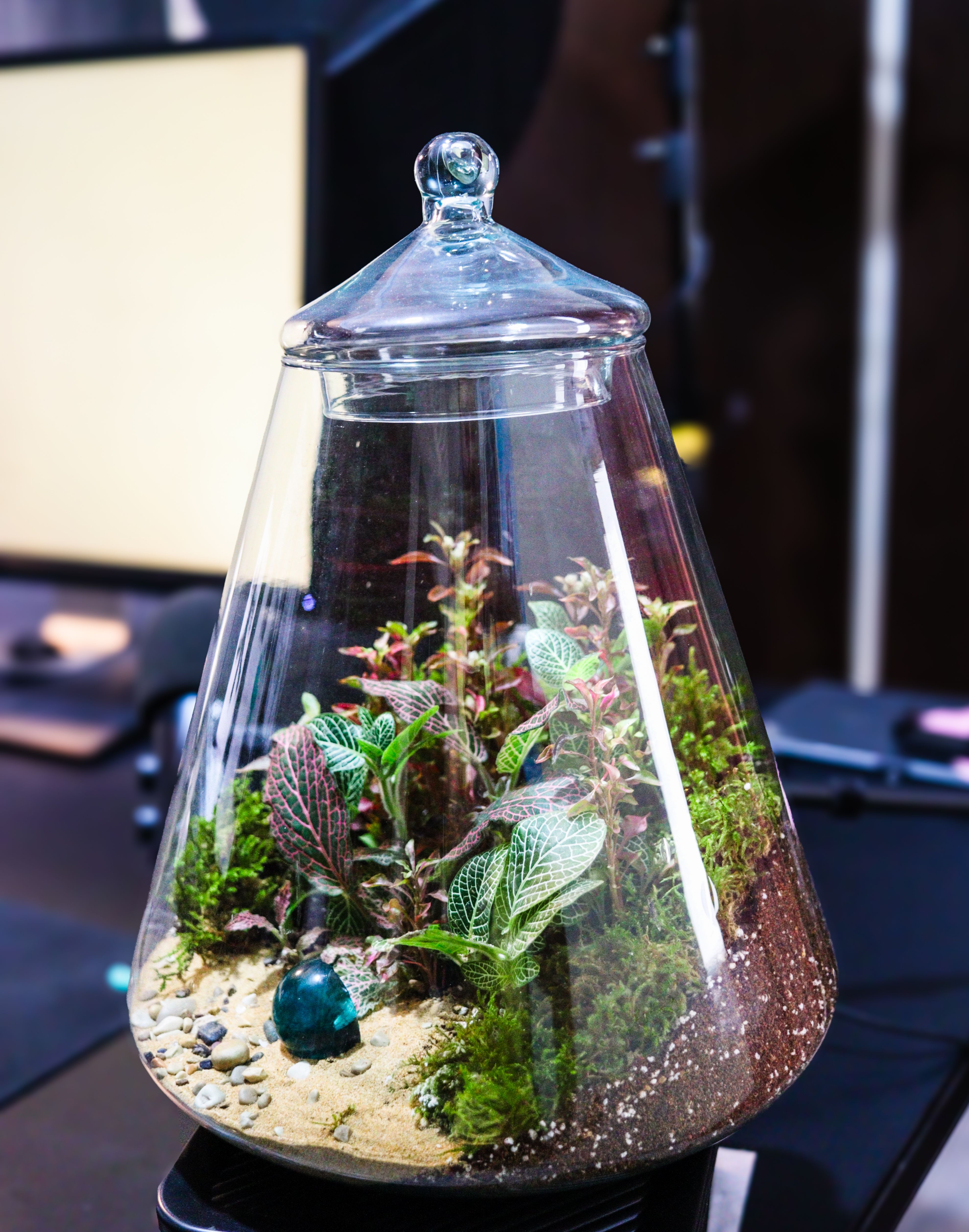 Cone-shaped lidded glass terrarium planted with pink-veined fittonia, moss, sand and a teal glass sphere