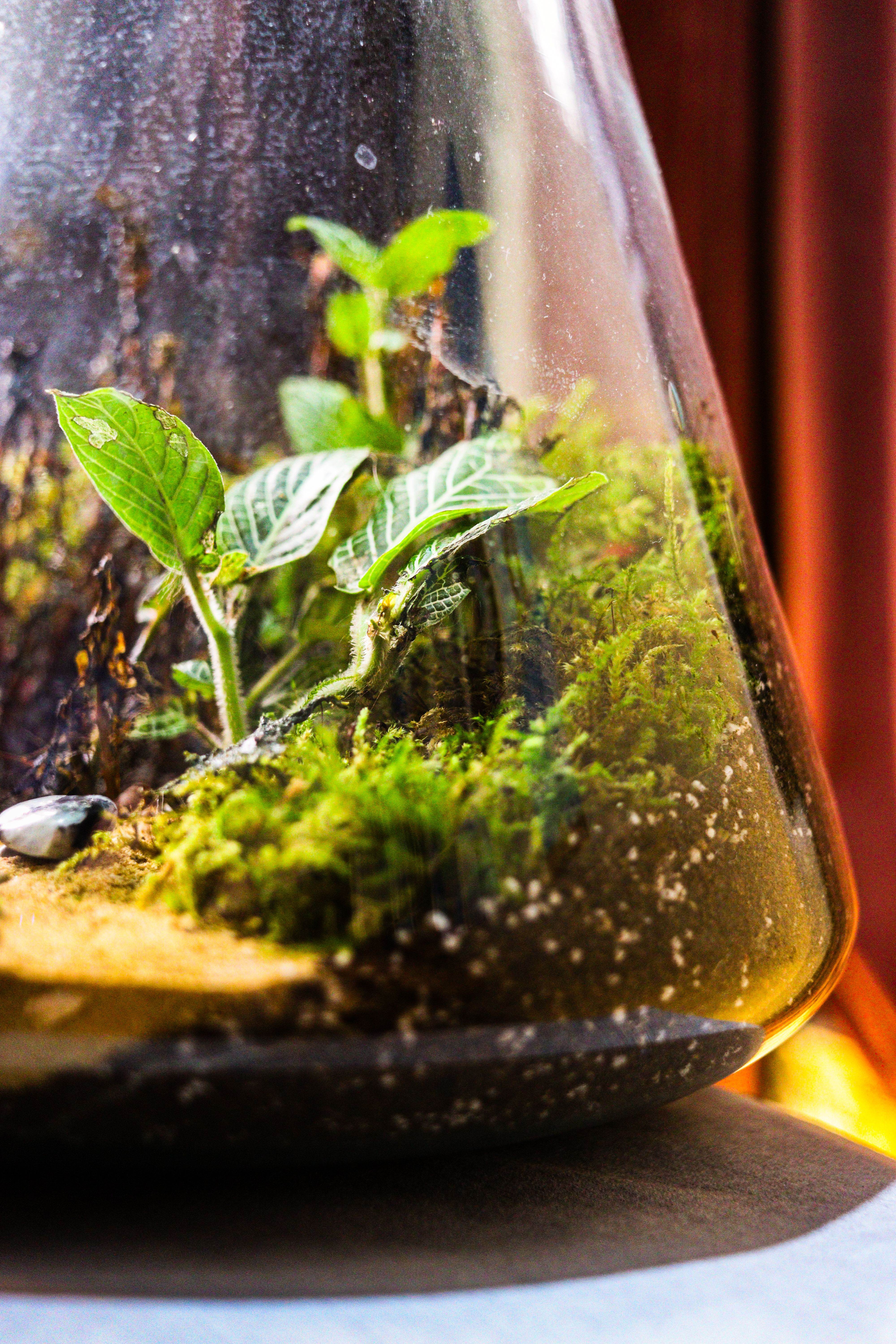 Close-up through curved glass of moss, white-veined leaves and a small pebble inside a terrarium