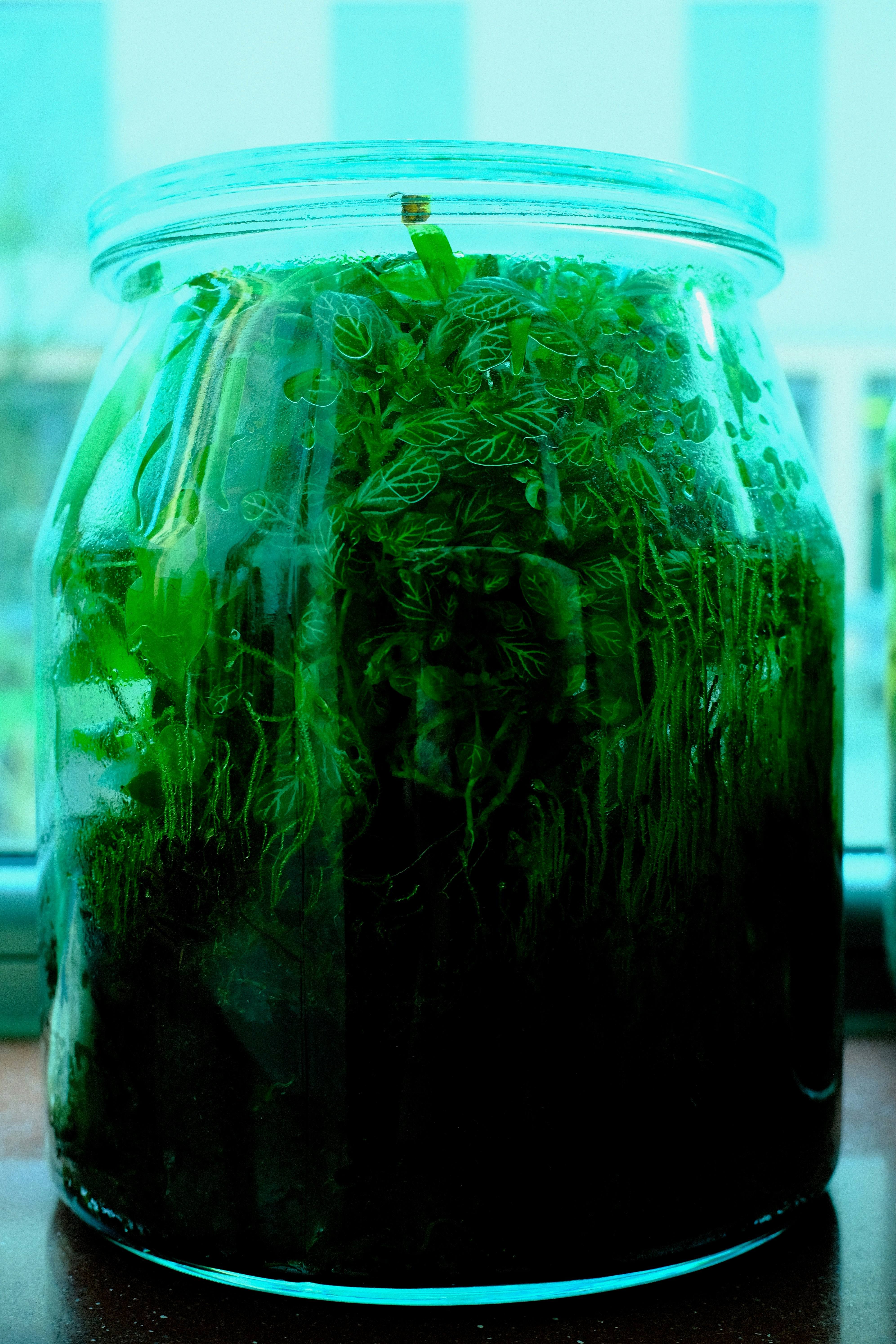Wide glass jar packed with dense green foliage and condensation, lit with a teal cast